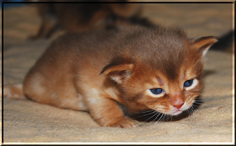 Sorrelfarbene Somalikatze Zambezi