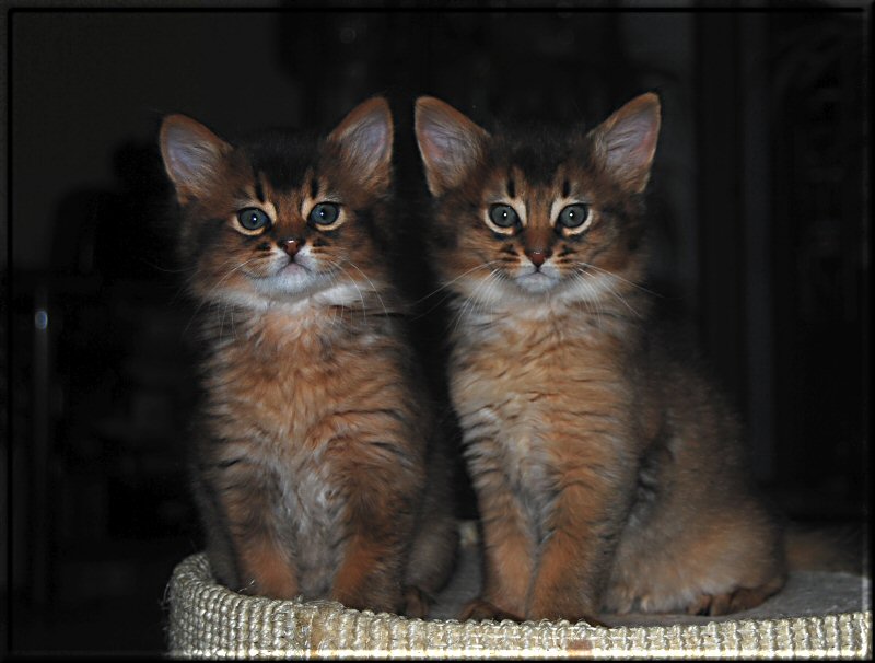 Saïwa und Samburu