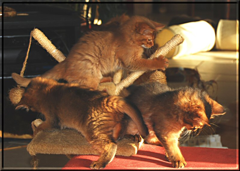 Kittens in the sun