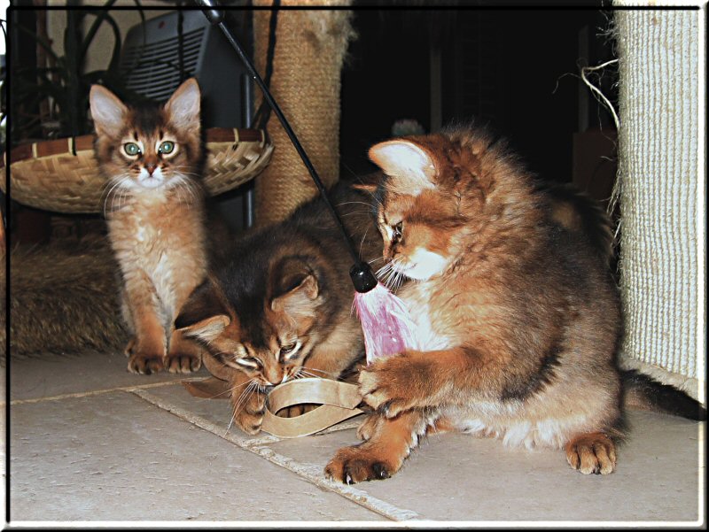 Kittens fighting about feather dancer