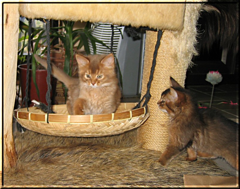 Action at the kitten swing