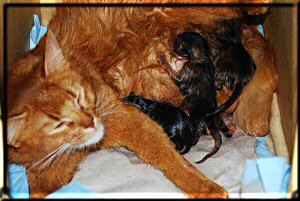 Ivy und die drei wildfarbenen Kitten