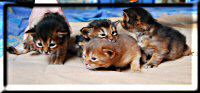 Kitten drapieren