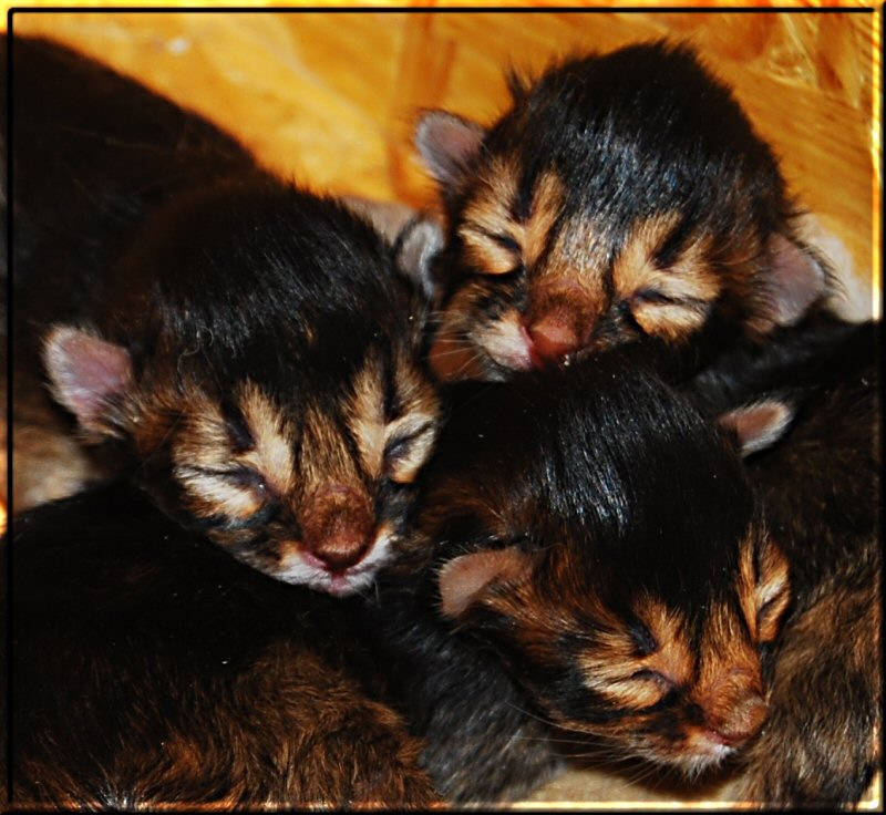 All three Somali kittens