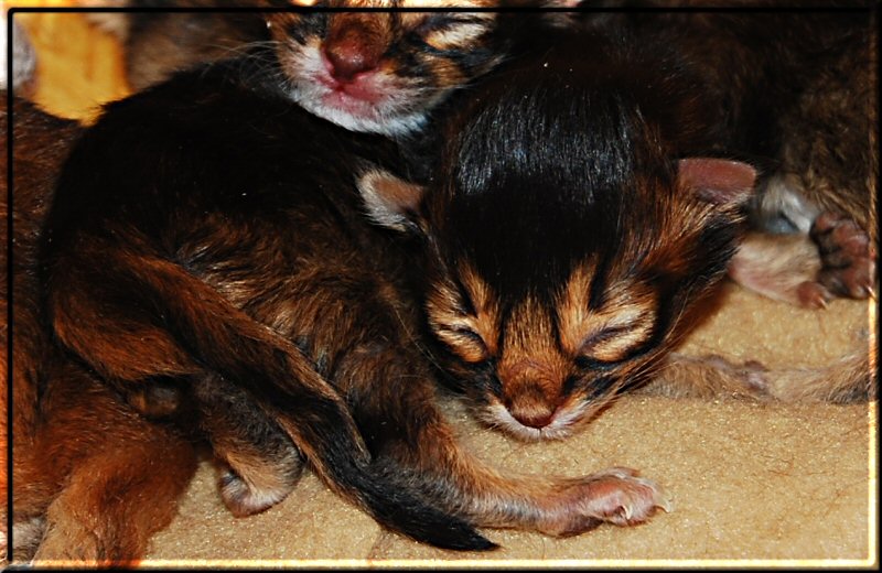 Abyssinian var. cat IRIX