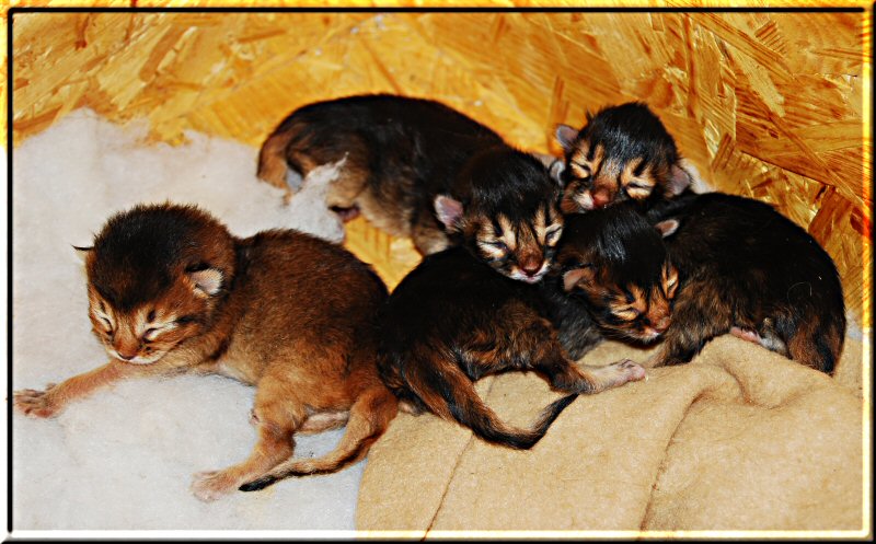 Alle vier neugeborenen Kitten