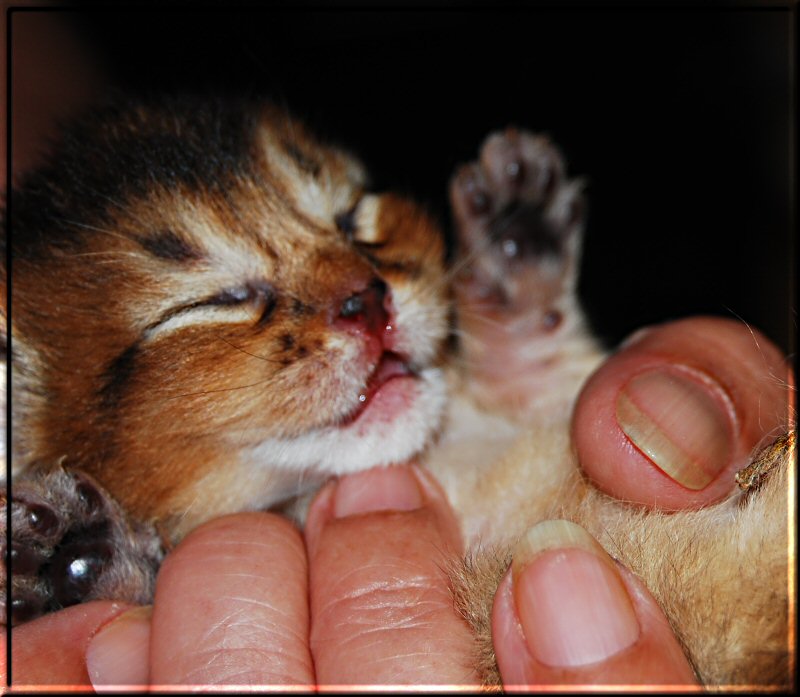 Abyssinian var. cat IRIX