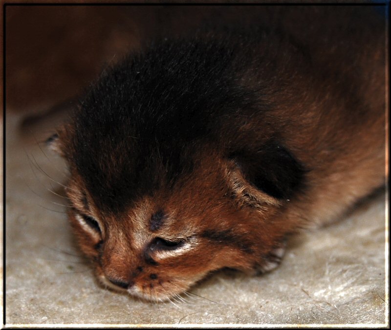 Abyssinian cat IRIX