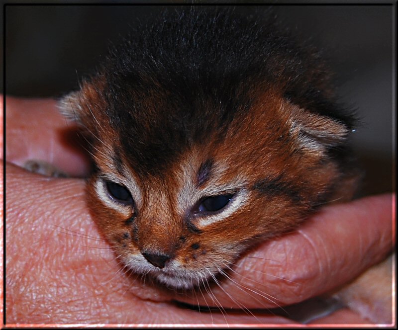 Abyssinian cat IRIX