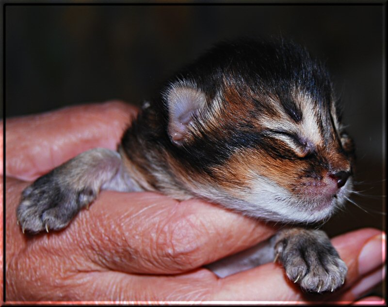 Somali cat AtheOS