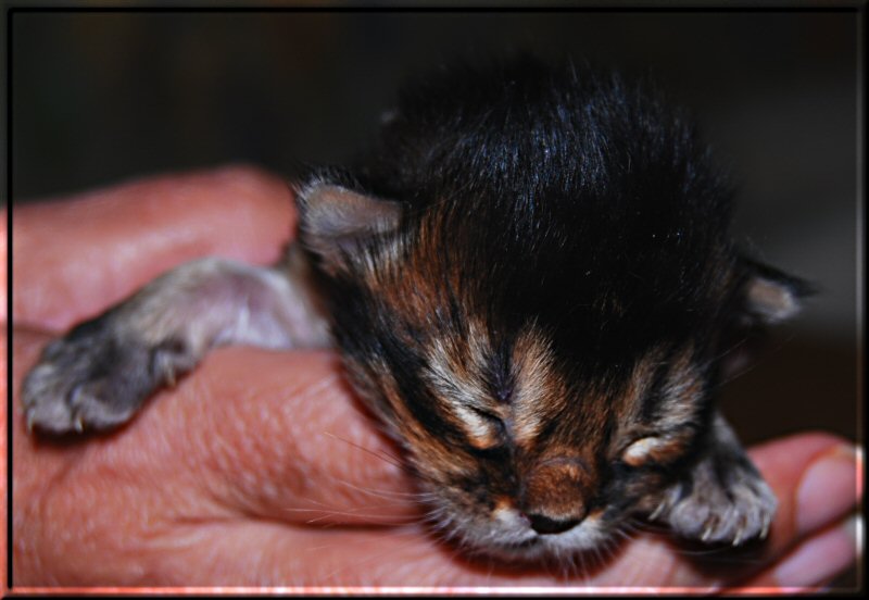 Somali cat AtheOS