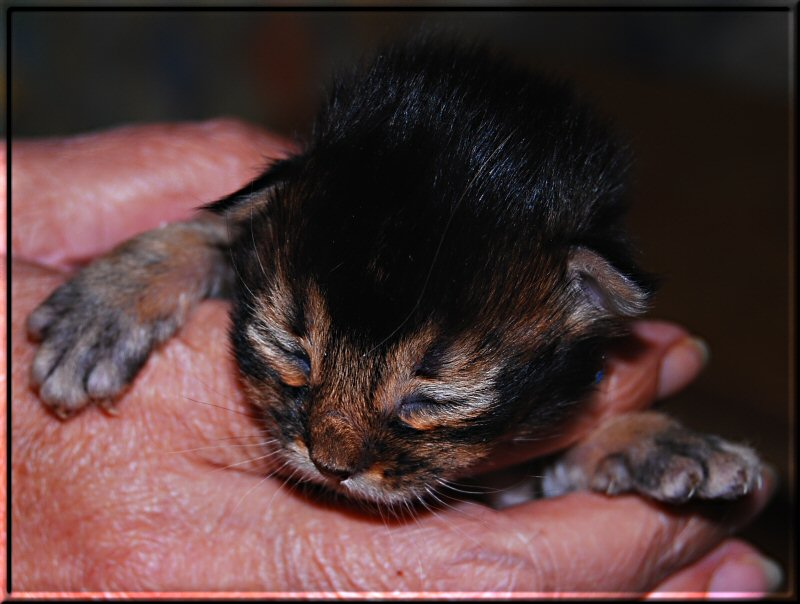 Somali cat ZETA