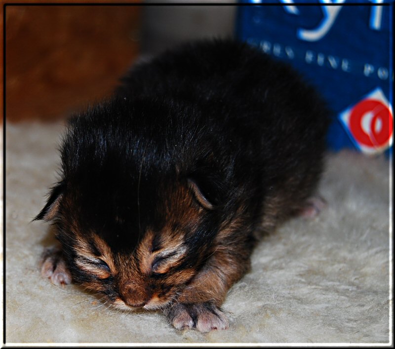 Somali cat ZETA