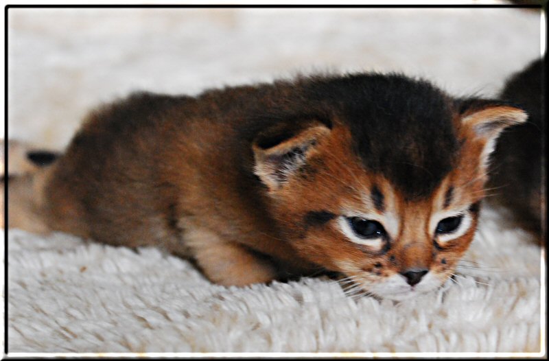 Abyssinian cat IRIX