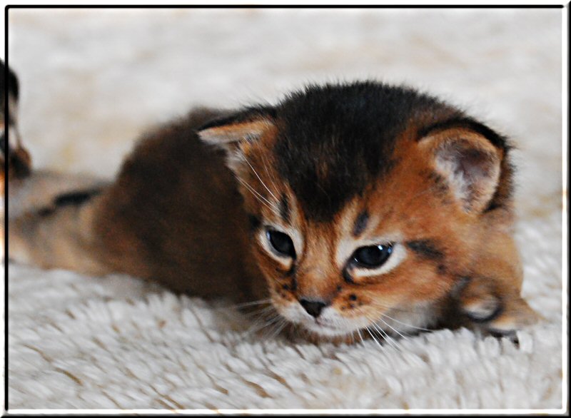 Abyssinian cat IRIX