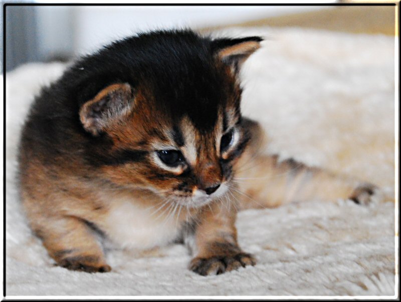 Somali cat ZETA