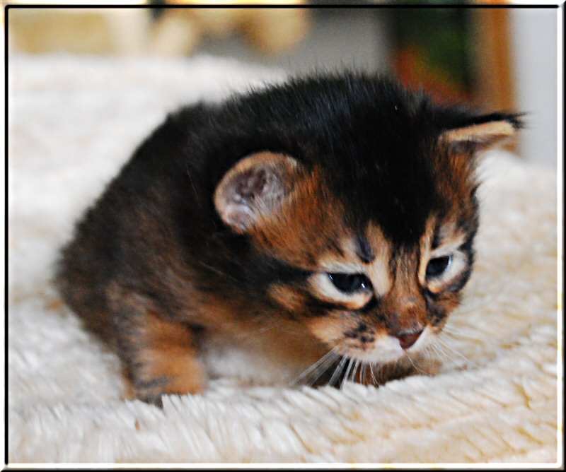 Ruddy Somali cat AtheOS