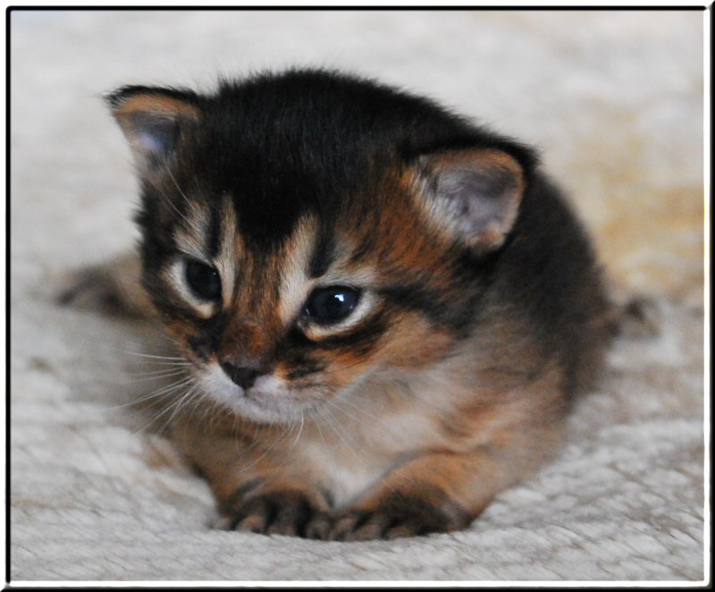 Somali cat ZETA