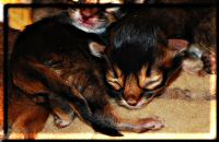 Portrait Somalikater Xinu Portrait Somalikater Xinu