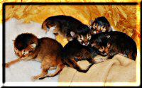 Vier neugeborene Kitten
