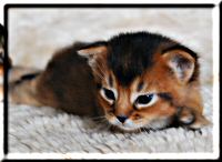 Portrait Abyssinian var. cat IRIX