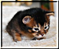 Ruddy Somali cat AtheOS