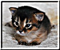 Portrait Somali cat ZETA