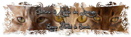 Cattery Magic of Licorns / Chatterie la Magie des Licornes