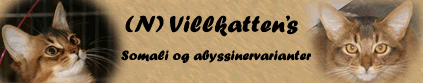 (N) Villkattens Somali & abyssinervarianter