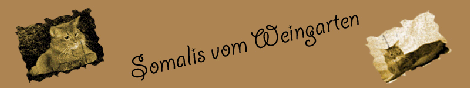 Somalis vom Weingarten
