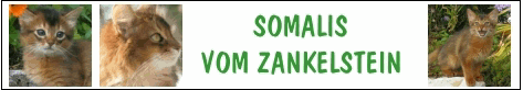 Somalis vom Zankelstein