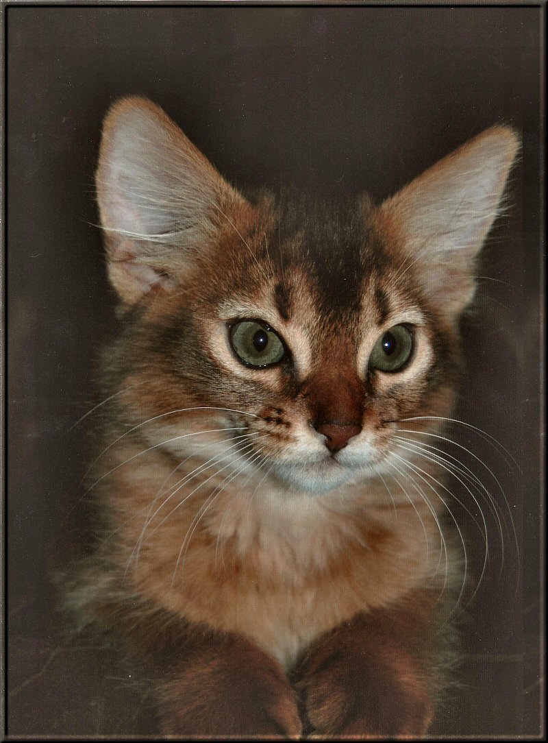 Falouka als Kitten (Foto: Isabel Delank)
