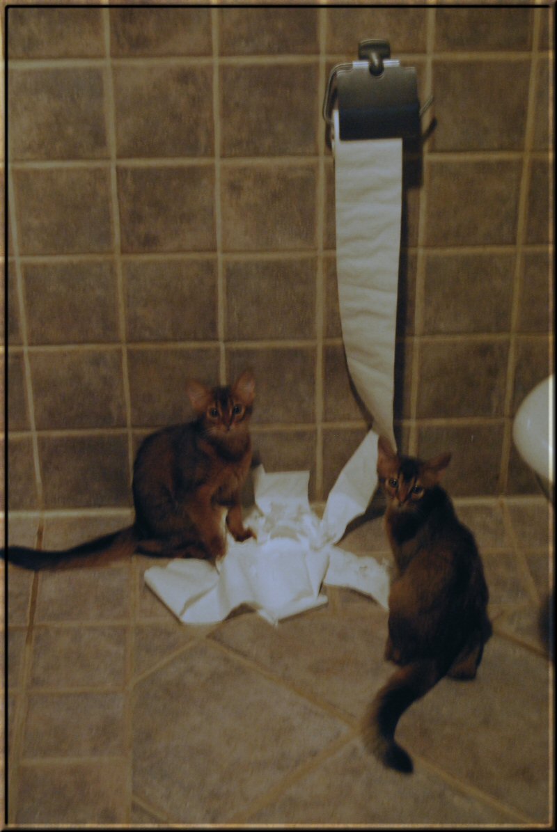 Maleko and Falouka unwinding toilet paper