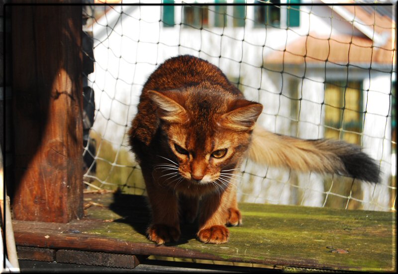 Falouka auf dem Balkon