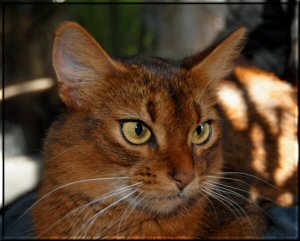 Somali-Katze Falouka on Tiptoe