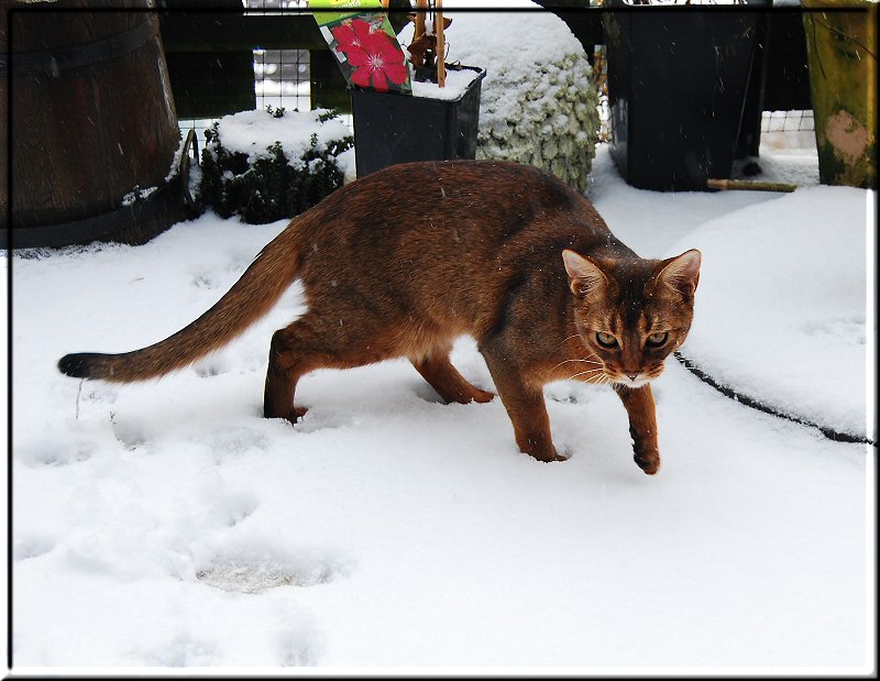 Fenix im Schnee