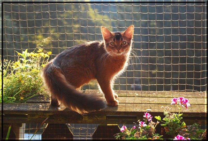 Helina auf dem Balkon