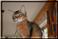 Helina als Kitten