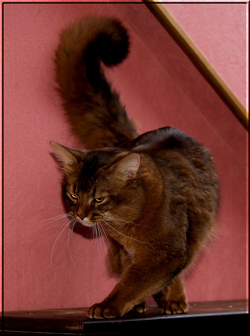 Jake of Kumasasa (Foto: Elke Smidt)