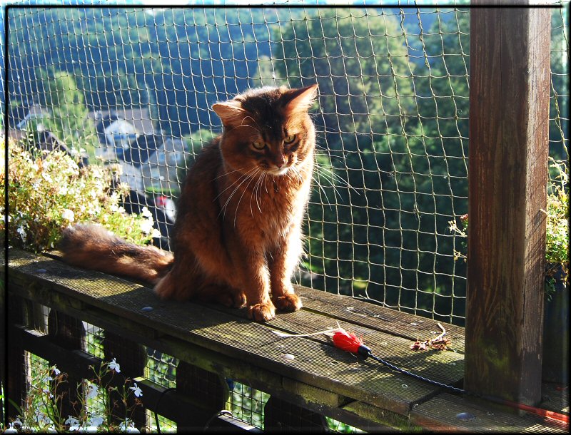 Jake auf dem Balkon