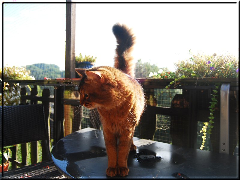 Jake auf dem Balkon