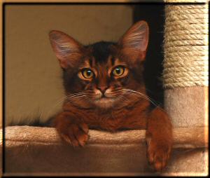 Male Somali cat World Ch. Conan of Kumasasa