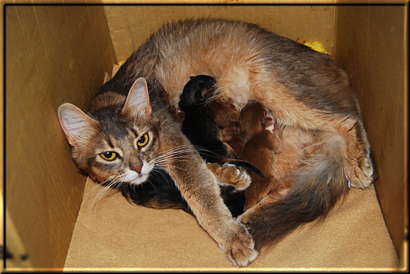 Phoebe und ihre fünf Kitten