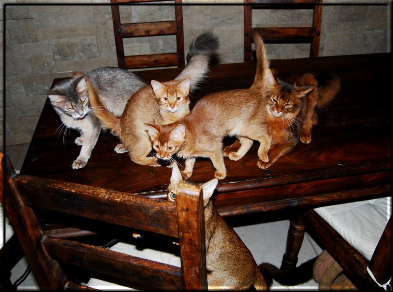 Rudel Somalikatzen 