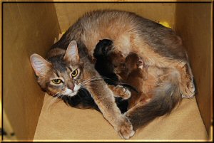 Phoebe und die fünf Kitten