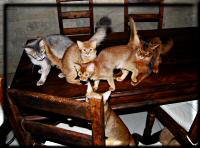 A pack of Somali cats