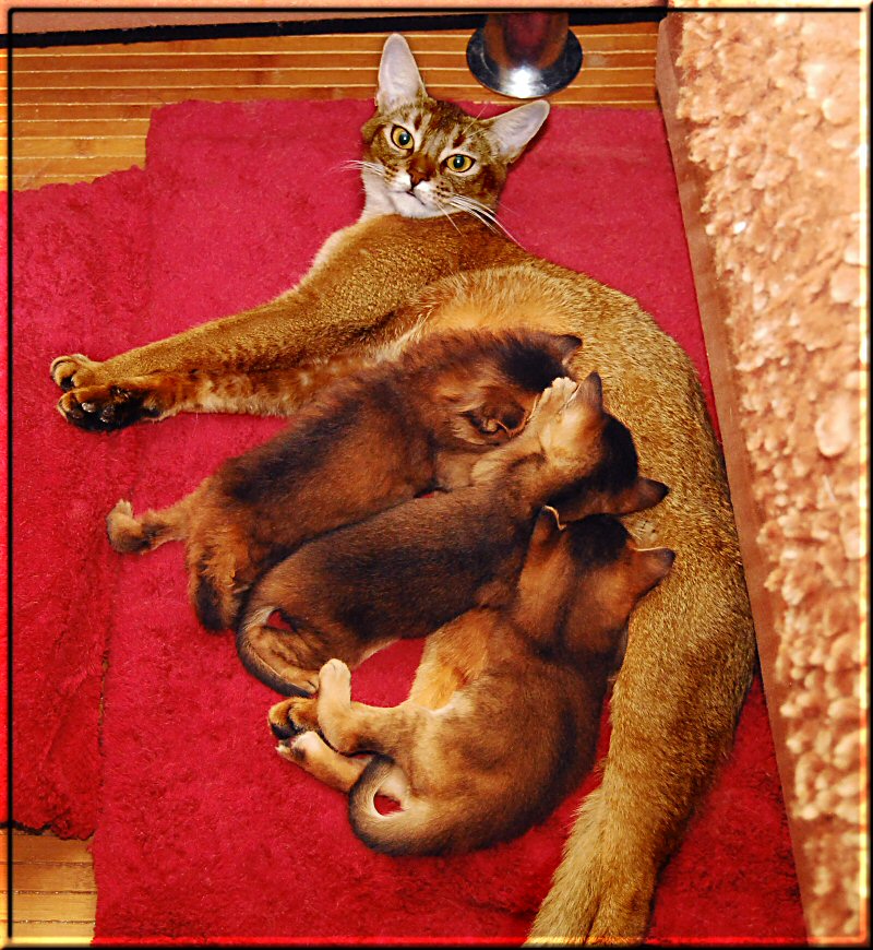Fenix mit ihren Kitten