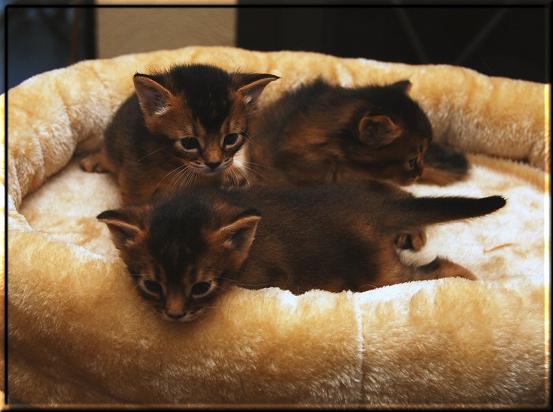 Alle drei Kitten