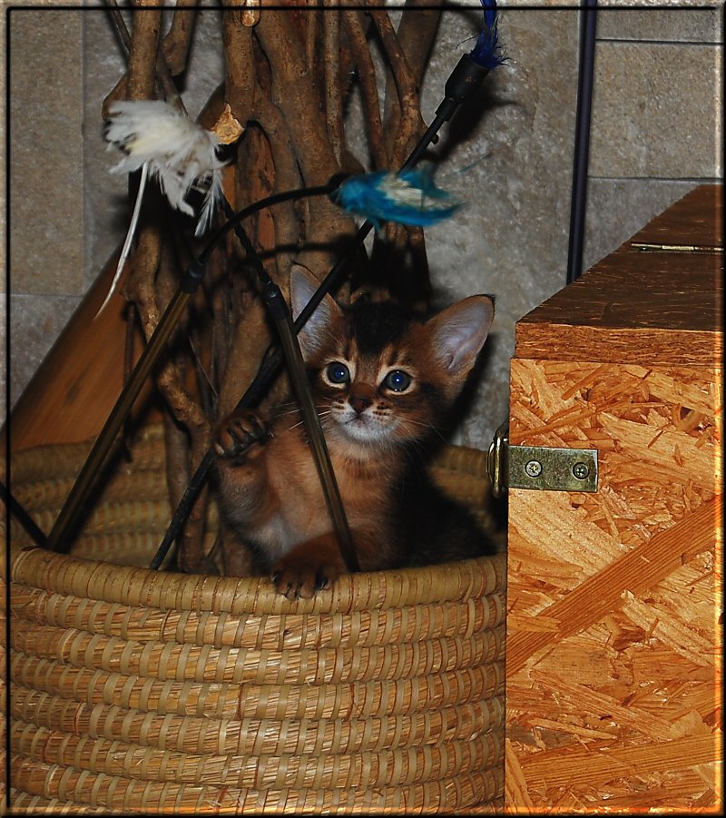 Abessinier-Katze Shira