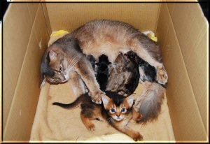 Phoebe und die sieben (?) Kitten